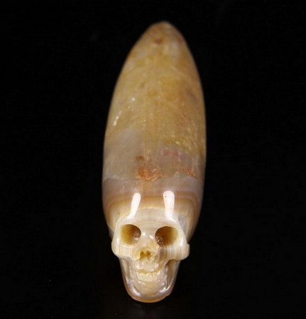 Agatized Belemnite Fossil